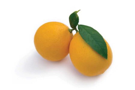 Spotlight on Spring Varieties Image